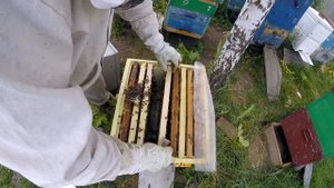 Подсадка плодных маток бакфаст и карника. Часть 2.