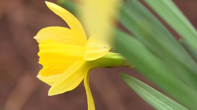   Л. Бетховен - К Элизе - Beethoven - Fur Elise