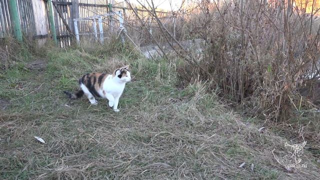 Облов рыбы на подсобном хозяйстве Оптиной пустыни смотреть онлайн