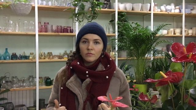Как правильно ВЫБРАТЬ ? АНТУРИУМ в магазине