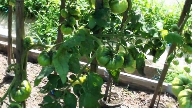 Томат Ворлон крупноплодный темный урожайный с приятным вкусом смотреть онлайн