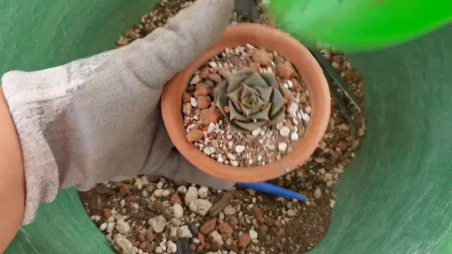 Echeveria Longissima // Trasplante // Any Grc