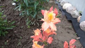 Шпалера под жимолость