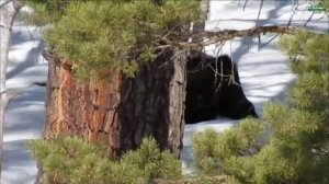 Тайная жизнь леса