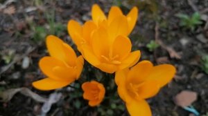 + Жёлтый Крокус. Видеопортрет растения. апрель 2022.mp4