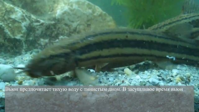 Пруд на участке с рыбой - своими руками (проще простого) смотреть онлайн