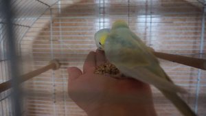 Радужные самочки, волнистый попугай