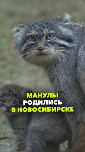 В Новосибирском зоопарке родилось 12 манулов