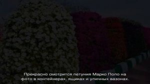 Ампельная красавица петуния Марко Поло