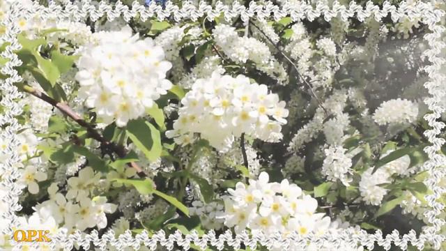 #НиколайСаллас# ЗАПАХ ЧЕРЕМУХИ автор и исполнитель Николай Саллас смотреть онлайн