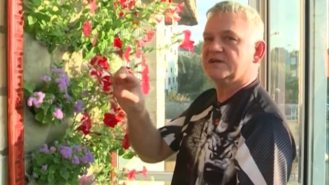 Вертикаль из цветов на балконе смотреть онлайн