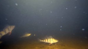 Реакция рыбы на искусственный свет! Подводная съемка