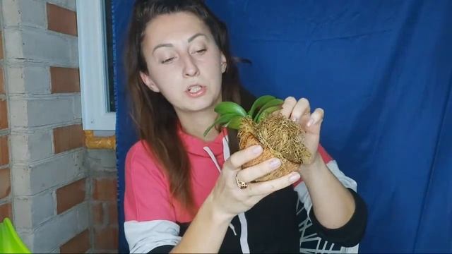 Хотела Все Сделать СКРЫТНО/ Посадка Орхидеи В КОКЕДАМУ смотреть онлайн