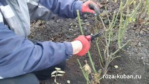 Правильная обрезка саженцев розы и обработка кустарника