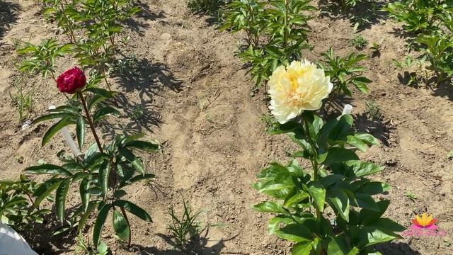 Наши новинки - пионы CAROLINE CONSTABEL и WONDEROUS PALETTE / Сад Ворошиловой смотреть онлайн