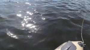 Отдых на реке Западная Двина.