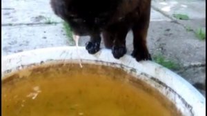 Кошки ловят рыбу