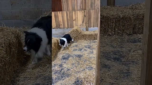 Barn Hunt Fun Test- Sparky’s Instinct Test! смотреть онлайн