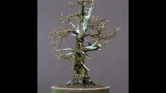 Larix decidua var. decidua - European larch смотреть онлайн