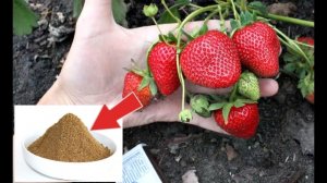 Чем подкормить ремонтантную клубнику в августе и сентябре во время цветения и плодоношения?