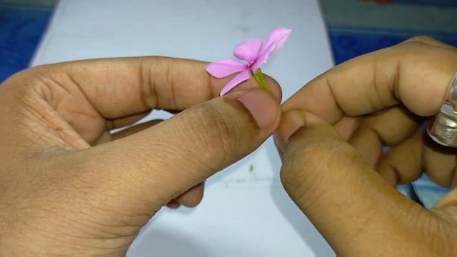 Dissection of Periwinkle Flower | Catharanthus roseus | botany practical смотреть онлайн