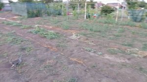 Кто угробил наш урожай.
