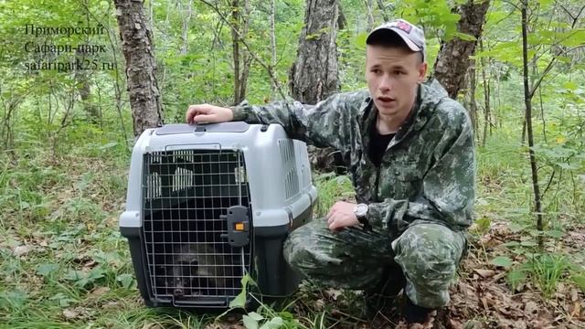 ВЫПУСК В ПРИРОДУ БАРСУКА ОБЫКНОВЕННОГО. 2022 г. смотреть онлайн