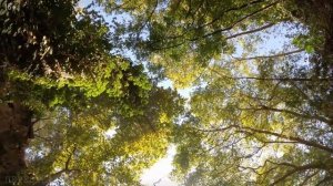 Таежные истории – до трагедии оставалась секунда. Удивительные истории. Случай в тайге рассказ