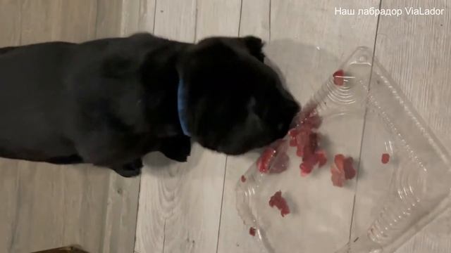 Щенки лабрадора (35 день)|Наш лабрадор ViaLador смотреть онлайн