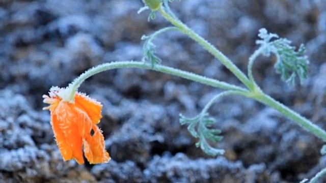 "Осенний мотив" Вадима Гурьева и последние краски осени смотреть онлайн