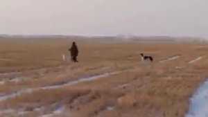 Борзые