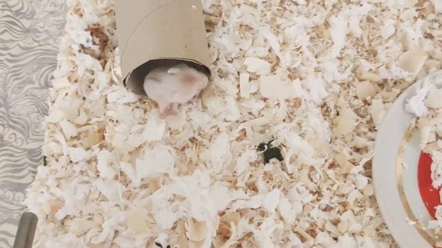 КАК УХАЖИВАТЬ ЗА ХОМЯЧАТАМИ/Если родились хомячки/Alice In PetsLand