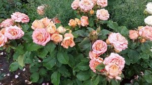 Сорта роз. Достоинства и недостатки. Продолжение.