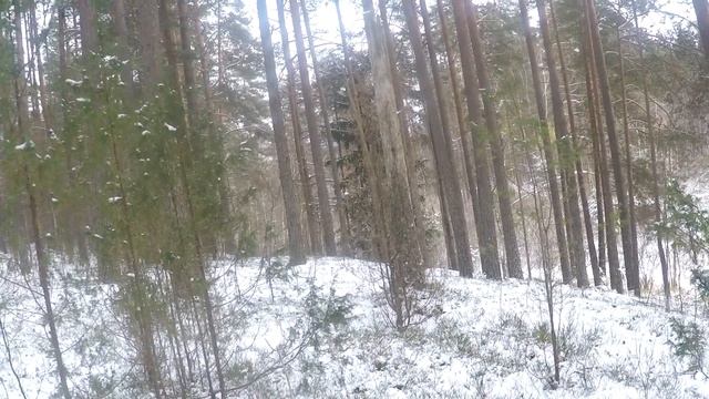 ? Выезд с коллективом. Заодно и на лося поохотились. смотреть онлайн