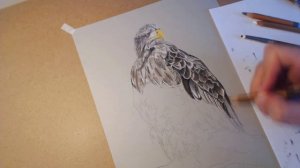 Pastel speedpaint "White-tailed Eagle" / Рисуем пастелью "орлан-белохвост"