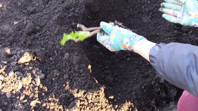 Саженцы крыжовника из 