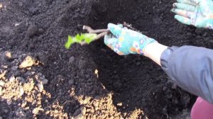 Саженцы крыжовника из "Пятерочки", Саженец Смородины "Добрыня". Посадка.