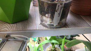 Dendrobium Roy Tokunaga и  cattleya violacea  alba