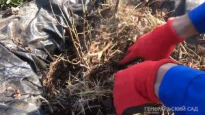 ГОЛУБИКА уход ВЕСНОЙ. Добавьте это в апреле, мае для большого урожая!