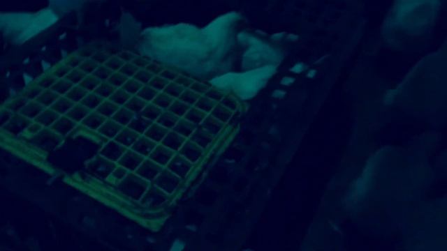 Чёрная работа мигранта в Швеции/ svart jobb i Sverige смотреть онлайн