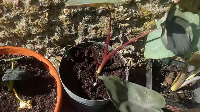 138#. Colocasia Illustris, Alocasia Borneo Giant i nowości👍 смотреть онлайн