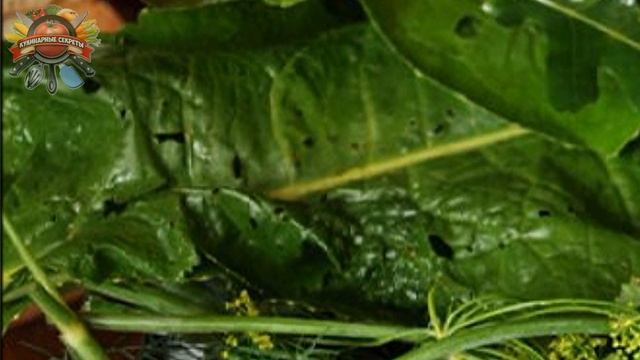 Огурцы на консервацию оказались горькими. Замочила c... наутро от горечи и следа не осталось! смотреть онлайн