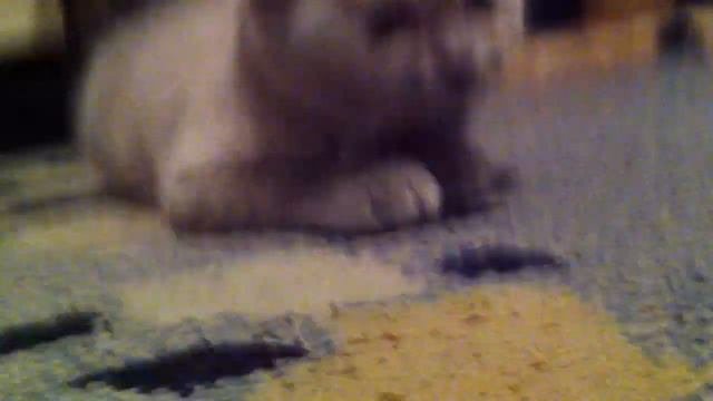 кот смеется громче звук