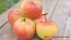 Яблоня обыкновенная Благовест (malus) ? яблоня Благовест обзор: как сажать саженцы яблони Благовест
