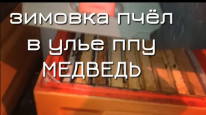 Зимовка Пчёл в Улье ППУ Медведь