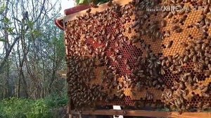 Матка Ярослава Мухи. Развитие.