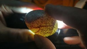 Птенец вороны  Процесс развития эмбриона в яйце