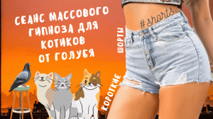 Сеанс массового гипноза для котиков от голубя..) #shorts