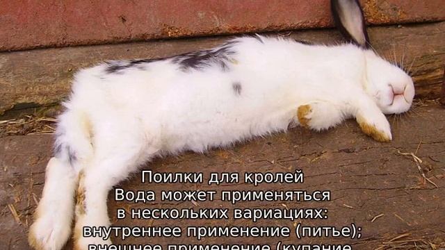 Как спасти кроликов от жары