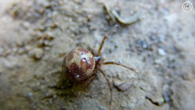 Стеатода треугольная - Steatoda Triangulosa